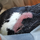 Many penguins were found with stings near their eyes.